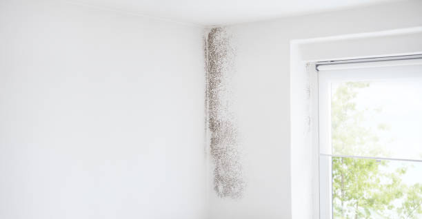 Best Industrial Mold Remediation  in Wading River, NY