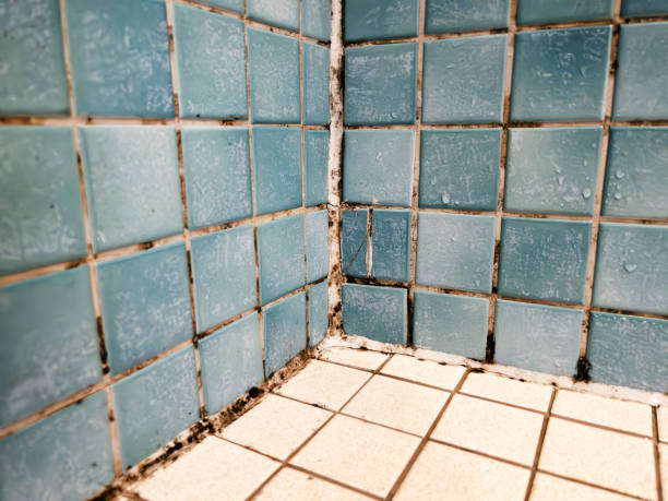 Best Water Damage & Mold Remediation  in Wading River, NY