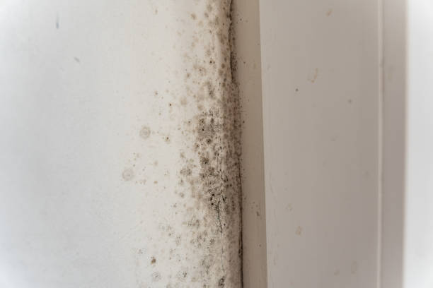 Reliable Wading River, NY Mold Removal Solutions